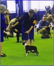 Me showing Ch. Katbird's You Should Be Danicin' at the Westminster Dog Show 2013