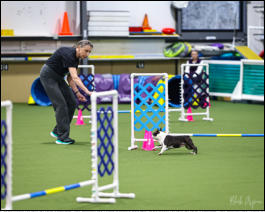 Hailey in Agility